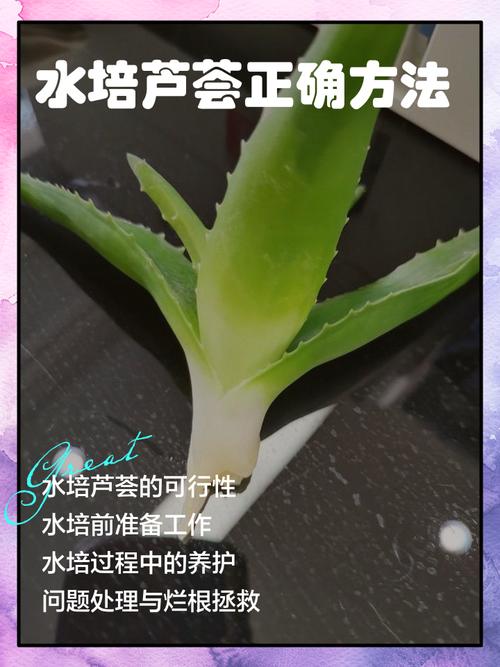 芦荟的养殖方法,芦荟图片,芦荟的养殖方法 盆栽有哪些特点?-第6张图片-优品飞百科 芦荟的养殖方法,芦荟图片,芦荟的养殖方法 盆栽有哪些特点?-第6张图片-优品飞百科