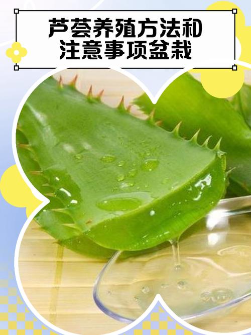 芦荟的养殖方法,芦荟图片,芦荟的养殖方法 盆栽有哪些特点?-第8张图片-优品飞百科 芦荟的养殖方法,芦荟图片,芦荟的养殖方法 盆栽有哪些特点?-第8张图片-优品飞百科