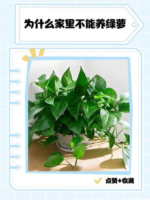 家里绿萝能不能养？绿萝家里能养还是不能养？