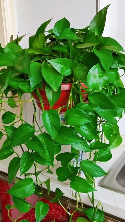 家里绿萝能不能养？绿萝家里能养还是不能养？-第2张图片-优品飞百科