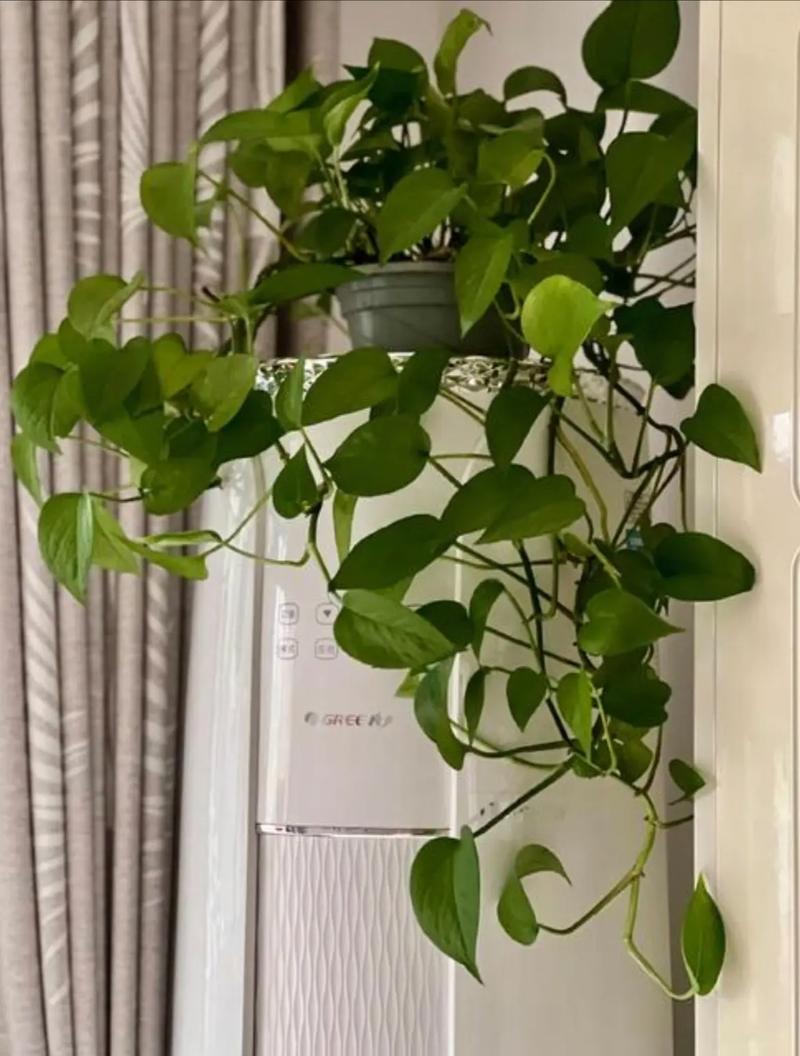 家里绿萝能不能养？绿萝家里能养还是不能养？-第3张图片-优品飞百科