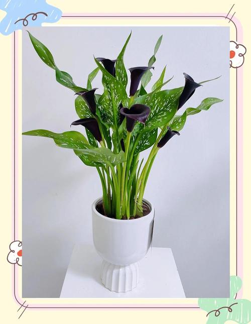 马蹄莲好养吗，马蹄莲不进宅的原因？