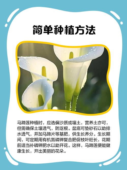 马蹄莲好养吗，马蹄莲不进宅的原因？-第2张图片-优品飞百科