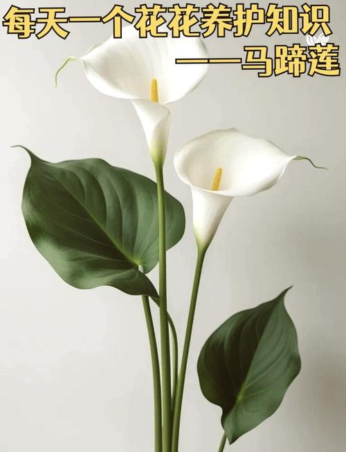 马蹄莲好养吗，马蹄莲不进宅的原因？-第4张图片-优品飞百科