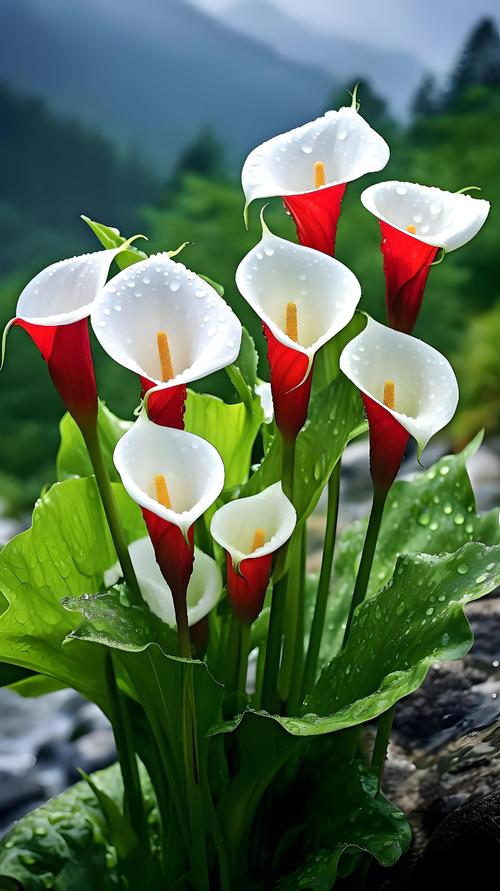 马蹄莲好养吗，马蹄莲不进宅的原因？-第6张图片-优品飞百科