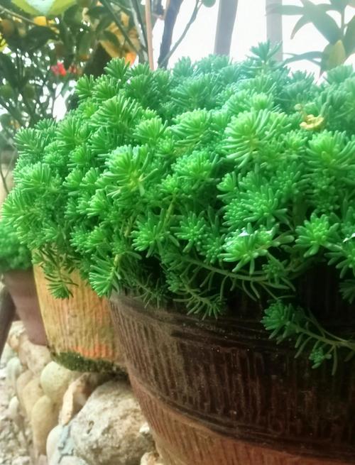 薄雪万年草怎么过冬，薄雪万年草开花后如何打理？