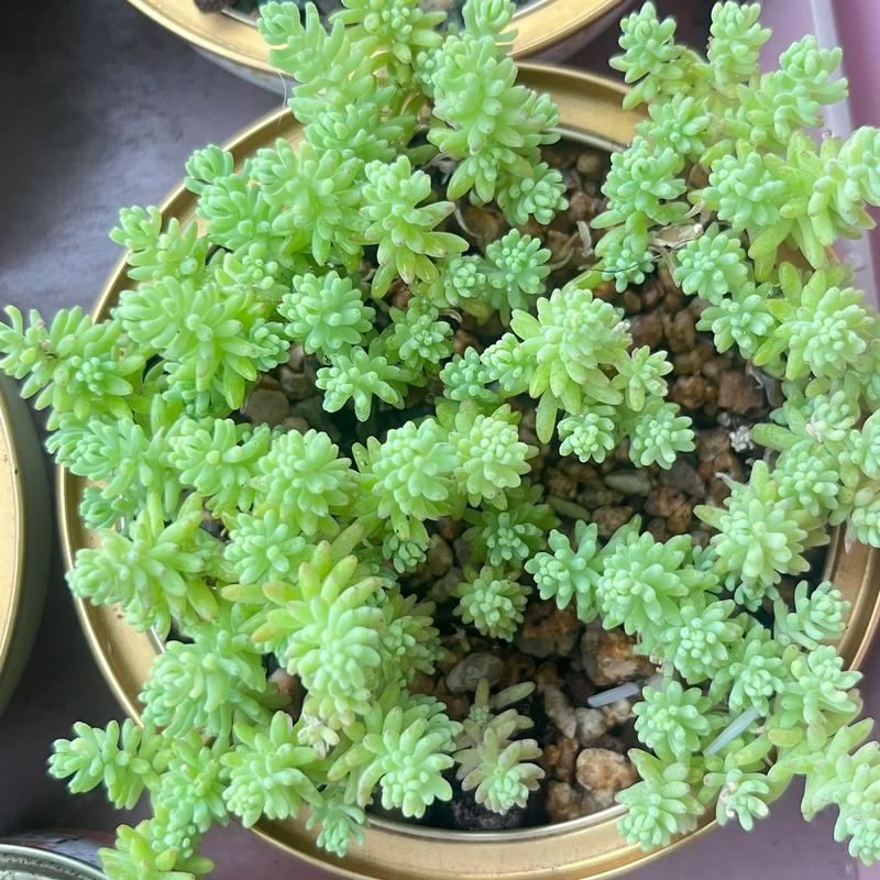 薄雪万年草怎么过冬，薄雪万年草开花后如何打理？-第2张图片-优品飞百科