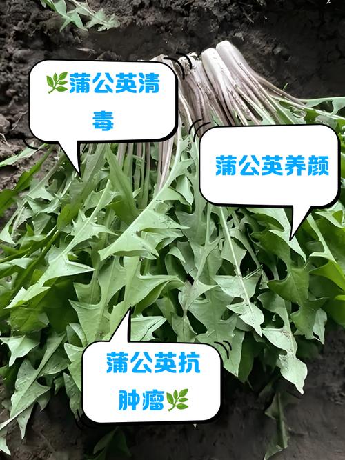 蒲公英叶子怎么吃，可以泡水吗，蒲公英的叶子泡水喝有什么功效