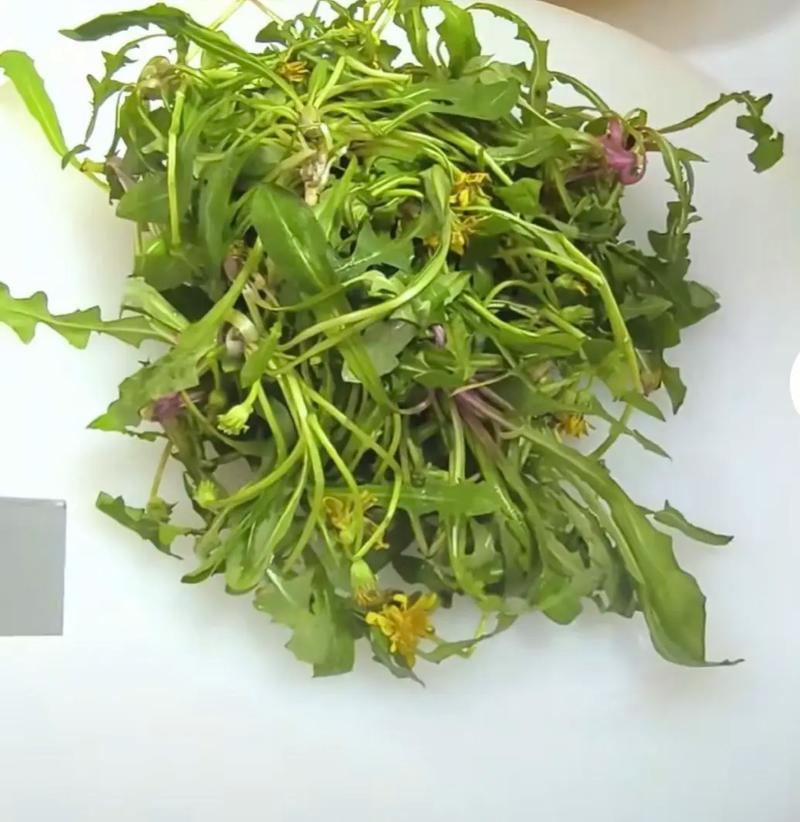 蒲公英叶子怎么吃，可以泡水吗，蒲公英的叶子泡水喝有什么功效-第4张图片-优品飞百科