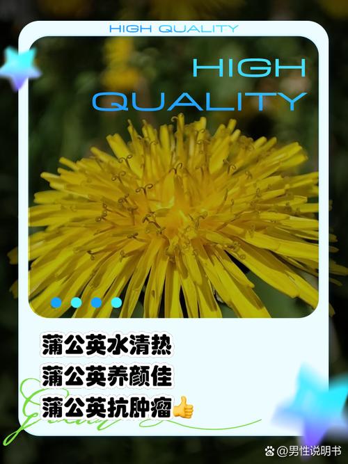 蒲公英叶子怎么吃，可以泡水吗，蒲公英的叶子泡水喝有什么功效-第6张图片-优品飞百科