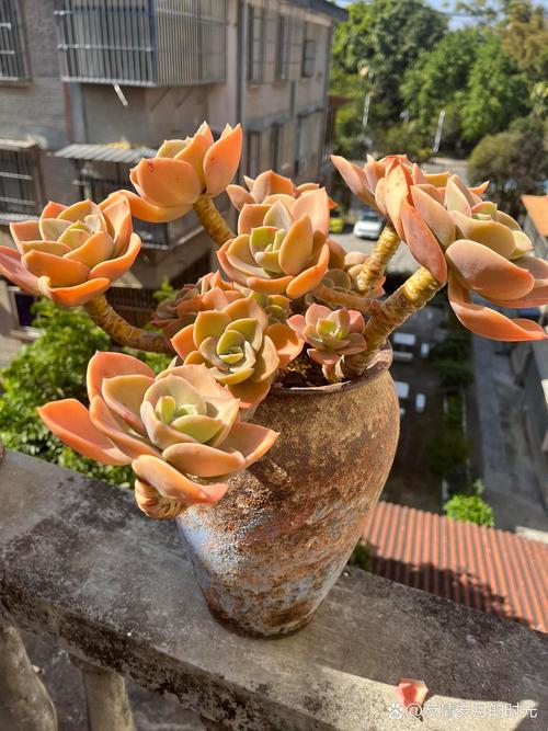 多肉植物怕冷吗？多肉怕冷吗耐寒吗？