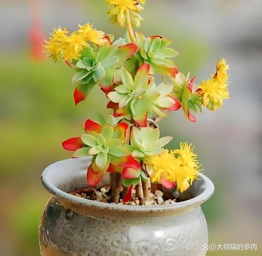 多肉植物怕冷吗？多肉怕冷吗耐寒吗？-第3张图片-优品飞百科