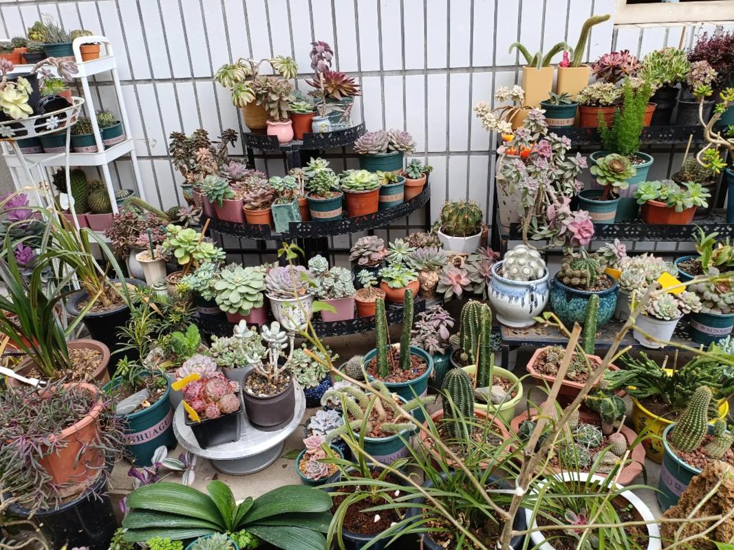 多肉植物怕冷吗？多肉怕冷吗耐寒吗？-第4张图片-优品飞百科