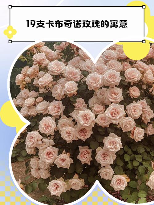 19朵玫瑰代表什么意思（常见玫瑰朵数的含义大全）？19朵玫瑰代表什么?？