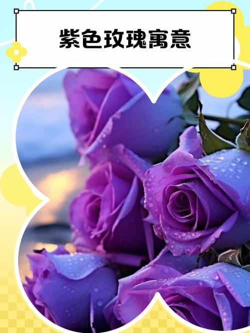 19朵玫瑰代表什么意思（常见玫瑰朵数的含义大全）？19朵玫瑰代表什么?？-第4张图片-优品飞百科