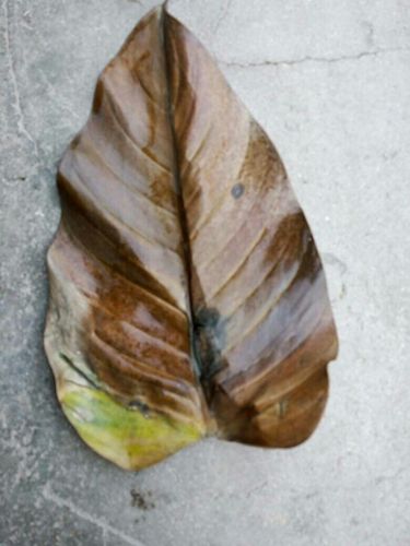 金钻为什么掉叶子发黄，金钻为什么掉叶子发黄呢？