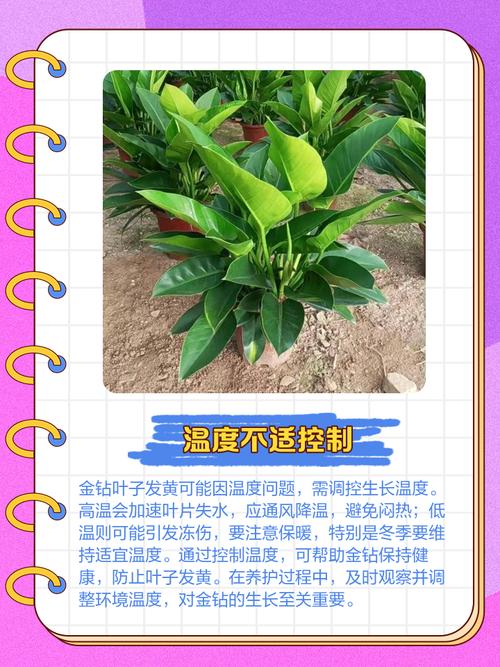 金钻为什么掉叶子发黄，金钻为什么掉叶子发黄呢？-第2张图片-优品飞百科