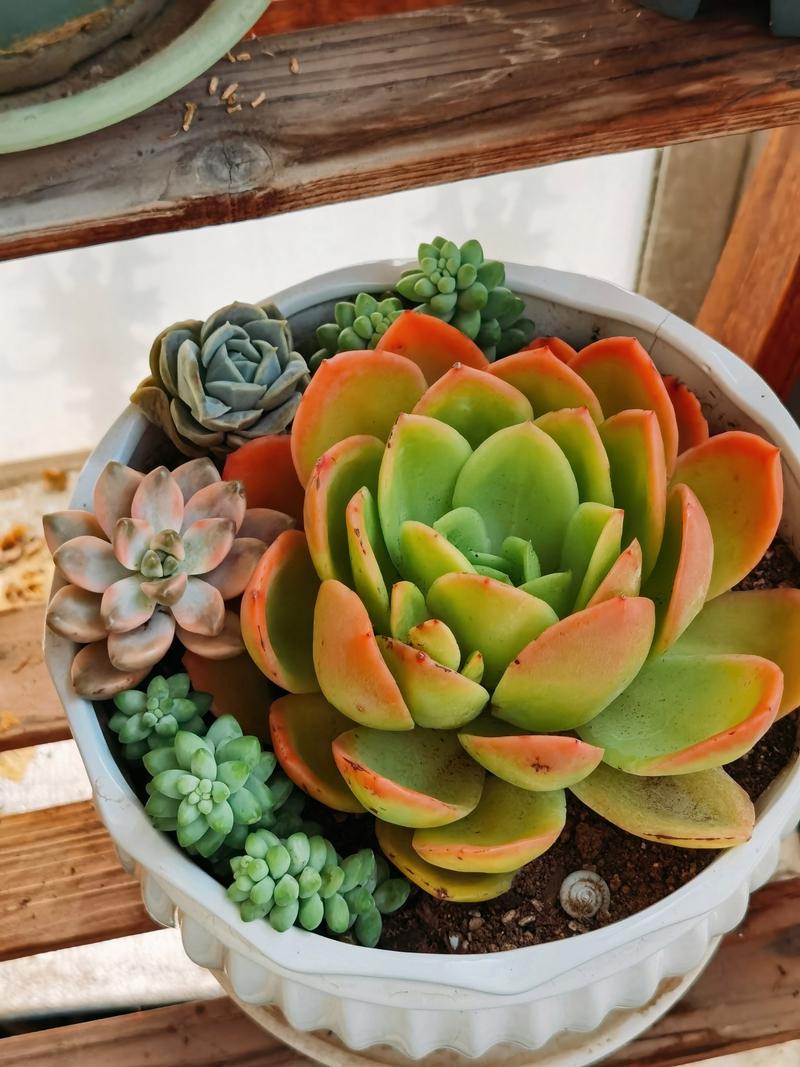 多肉植物最佳繁殖季，多肉植物最佳繁殖季节