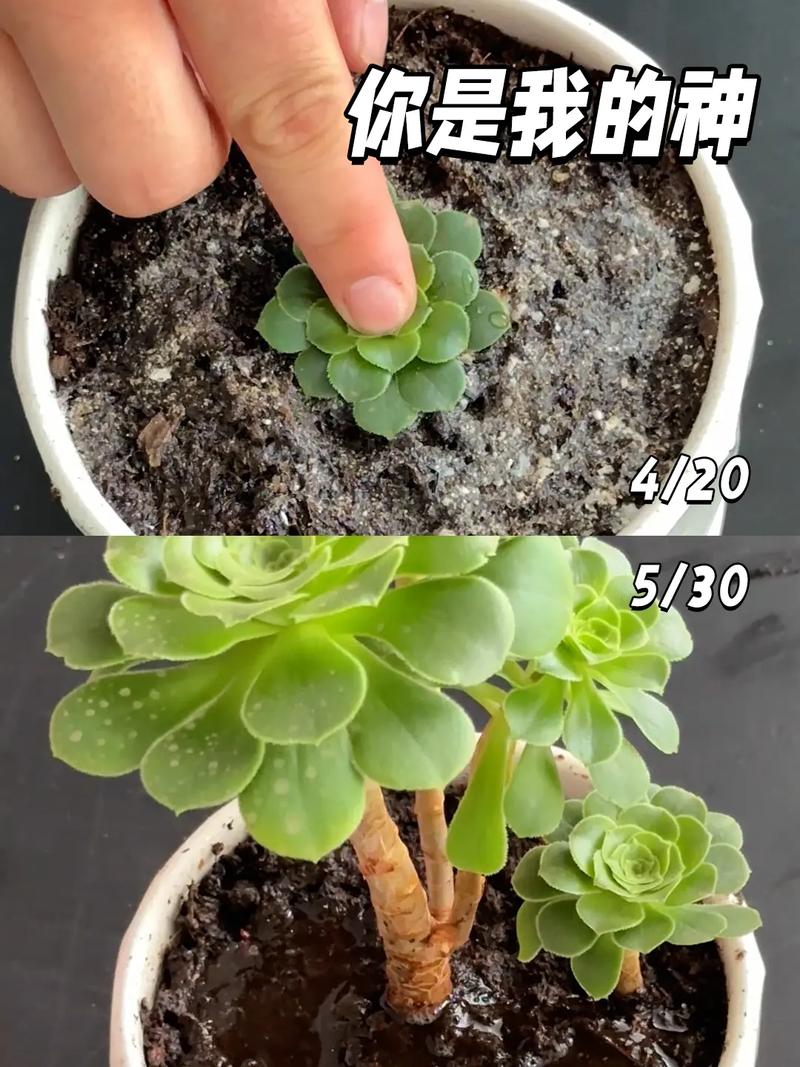 多肉植物最佳繁殖季，多肉植物最佳繁殖季节-第2张图片-优品飞百科