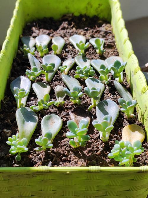 多肉植物最佳繁殖季，多肉植物最佳繁殖季节-第3张图片-优品飞百科