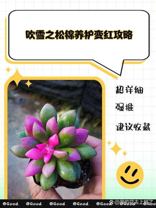 多肉植物最佳繁殖季，多肉植物最佳繁殖季节-第4张图片-优品飞百科