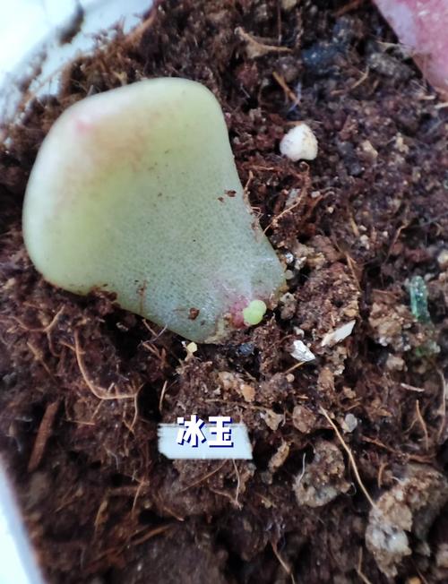 多肉植物最佳繁殖季，多肉植物最佳繁殖季节-第5张图片-优品飞百科