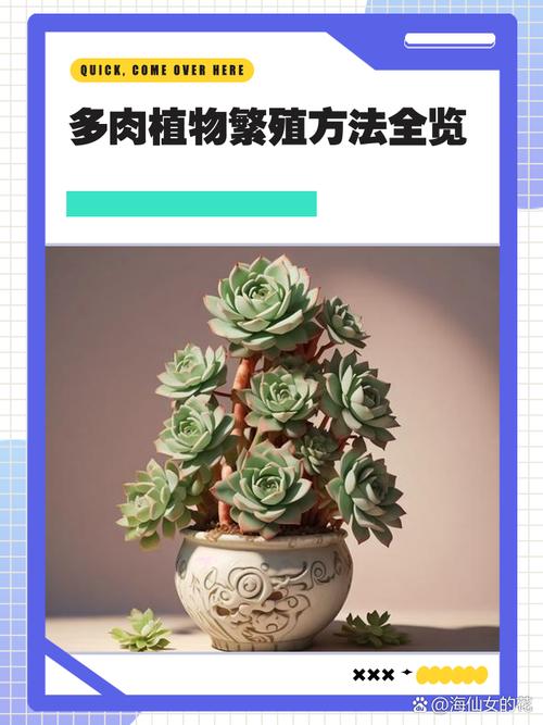 多肉植物最佳繁殖季，多肉植物最佳繁殖季节-第6张图片-优品飞百科