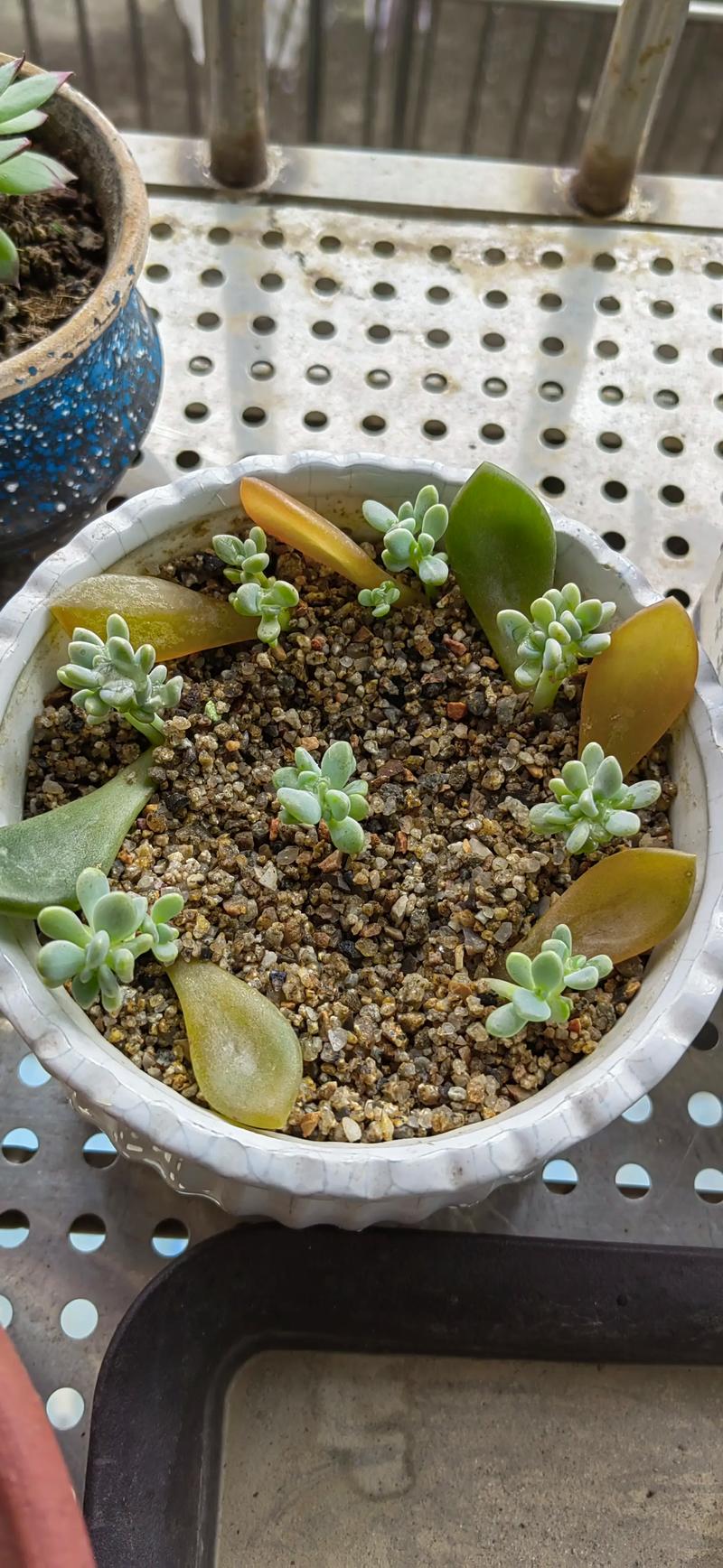 多肉植物最佳繁殖季，多肉植物最佳繁殖季节-第7张图片-优品飞百科