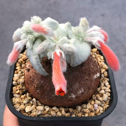 多肉植物最佳繁殖季，多肉植物最佳繁殖季节-第8张图片-优品飞百科