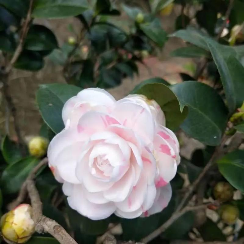 十八学士茶花和赤丹茶花的区别？十八学士茶花哪个品种好？