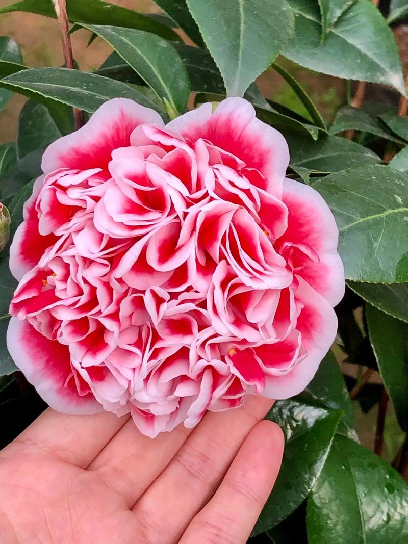 十八学士茶花和赤丹茶花的区别?十八学士茶花哪个品种好?-第2张图片-优品飞百科 十八学士茶花和赤丹茶花的区别?十八学士茶花哪个品种好?-第2张图片-优品飞百科