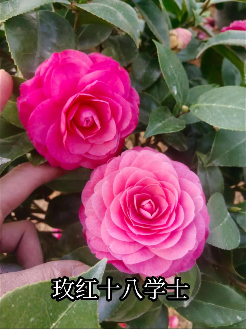 十八学士茶花和赤丹茶花的区别?十八学士茶花哪个品种好?-第4张图片-优品飞百科 十八学士茶花和赤丹茶花的区别?十八学士茶花哪个品种好?-第4张图片-优品飞百科