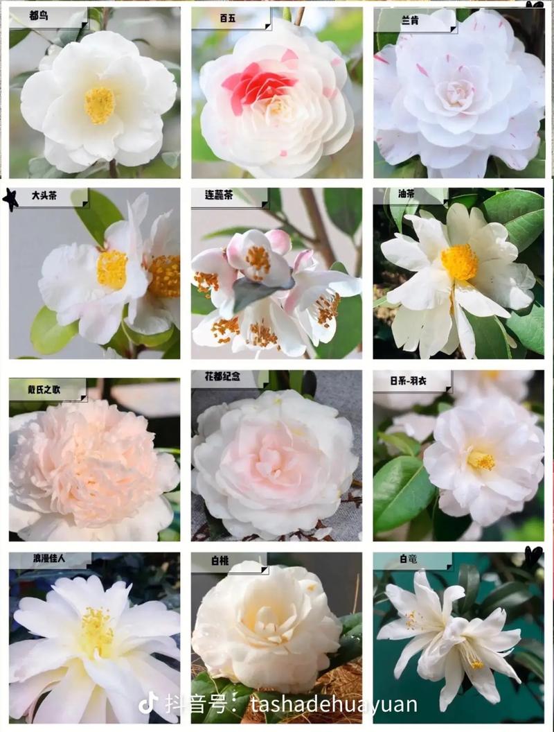 十八学士茶花和赤丹茶花的区别?十八学士茶花哪个品种好?-第5张图片-优品飞百科 十八学士茶花和赤丹茶花的区别?十八学士茶花哪个品种好?-第5张图片-优品飞百科