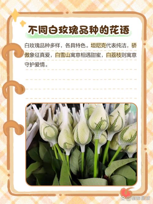 圣诞节送女孩子多少朵花比较好,圣诞节送女孩子多少朵花比较好呢?-第2张图片-优品飞百科 圣诞节送女孩子多少朵花比较好,圣诞节送女孩子多少朵花比较好呢?-第2张图片-优品飞百科