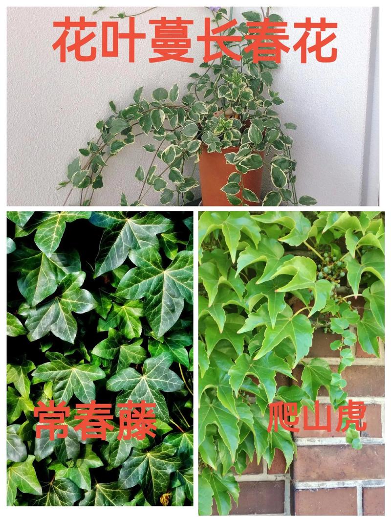 常春藤什么时候开花？常春藤什么时候发芽？