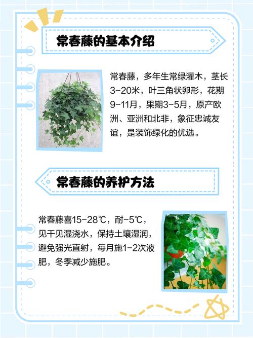常春藤什么时候开花?常春藤什么时候发芽?-第2张图片-优品飞百科 常春藤什么时候开花?常春藤什么时候发芽?-第2张图片-优品飞百科