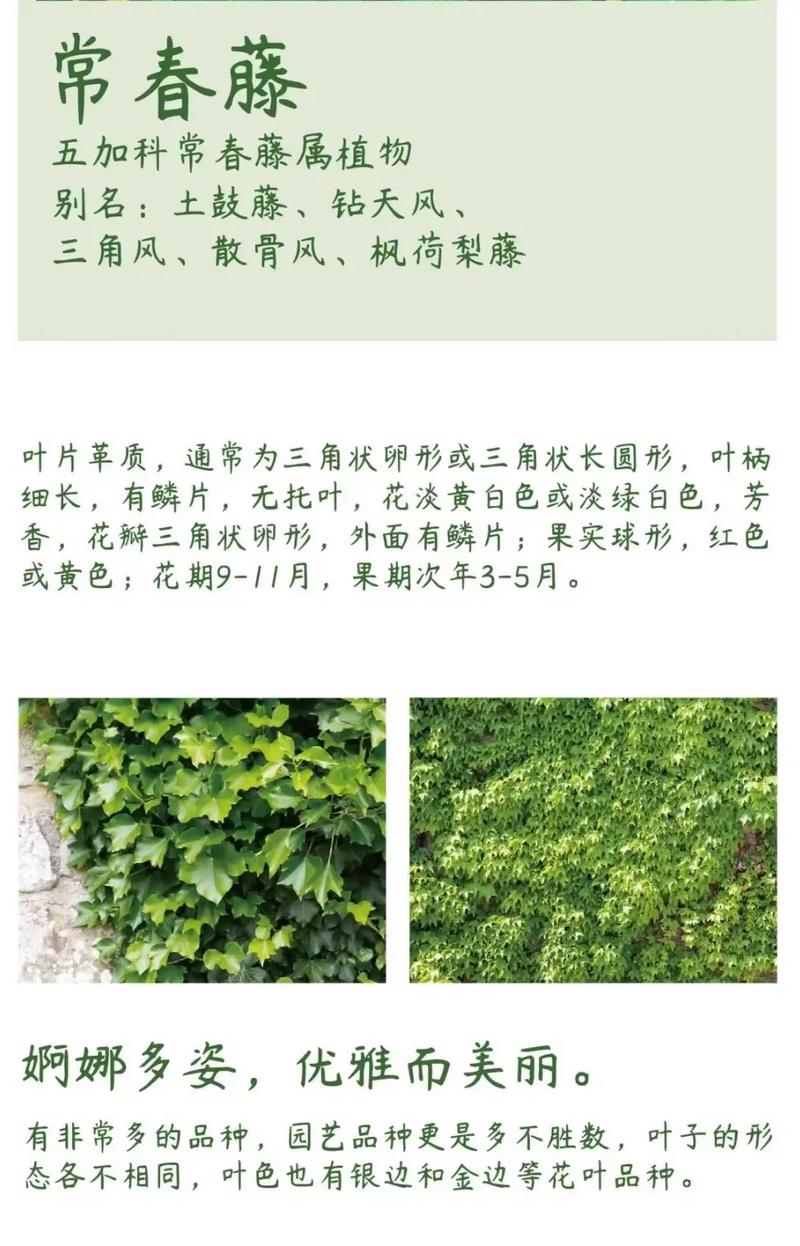 常春藤什么时候开花?常春藤什么时候发芽?-第4张图片-优品飞百科 常春藤什么时候开花?常春藤什么时候发芽?-第4张图片-优品飞百科