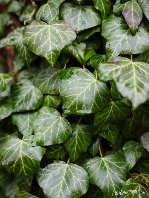 常春藤什么时候开花?常春藤什么时候发芽?-第7张图片-优品飞百科 常春藤什么时候开花?常春藤什么时候发芽?-第7张图片-优品飞百科