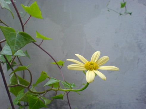 常春藤什么时候开花?常春藤什么时候发芽?-第8张图片-优品飞百科 常春藤什么时候开花?常春藤什么时候发芽?-第8张图片-优品飞百科