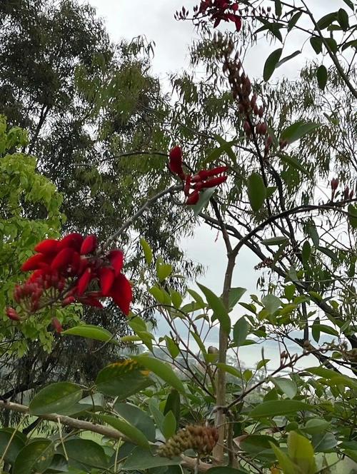 龙牙花和刺桐的区别，龙牙花的作用？-第1张图片-优品飞百科