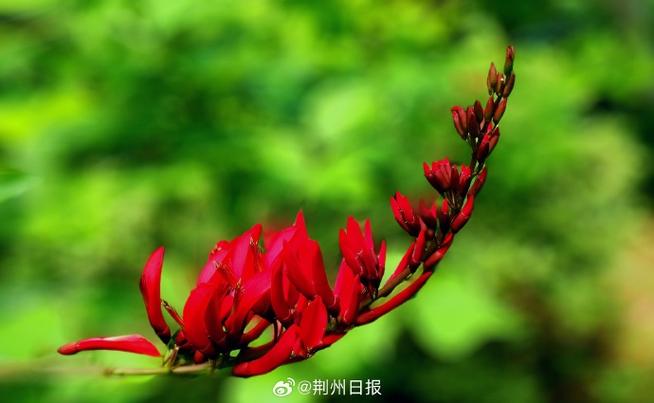 龙牙花和刺桐的区别，龙牙花的作用？-第2张图片-优品飞百科