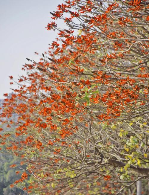 龙牙花和刺桐的区别，龙牙花的作用？-第3张图片-优品飞百科