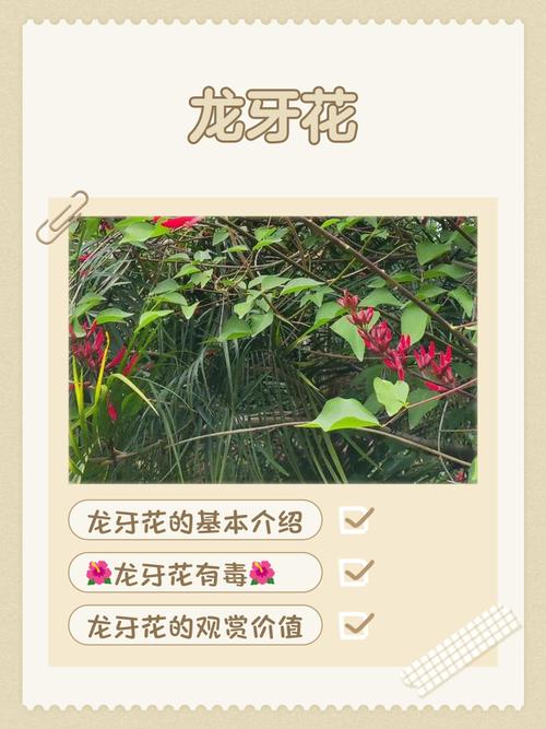 龙牙花和刺桐的区别，龙牙花的作用？-第4张图片-优品飞百科