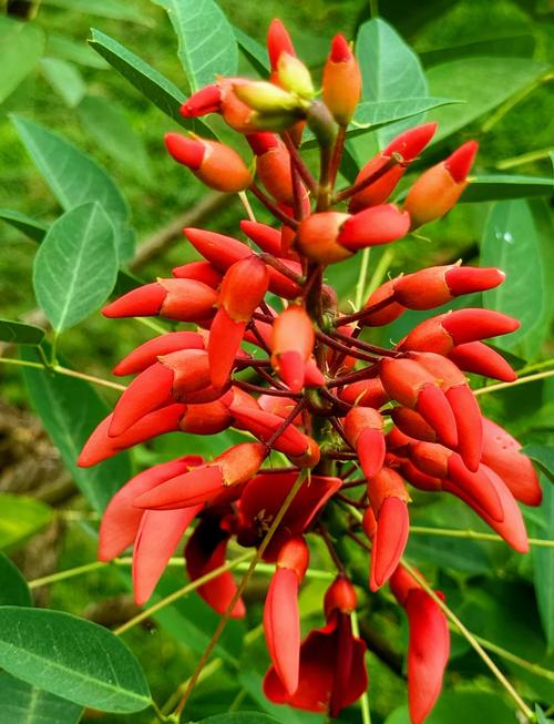 龙牙花和刺桐的区别，龙牙花的作用？-第5张图片-优品飞百科