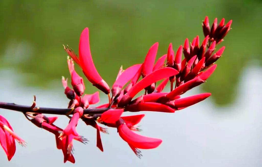 龙牙花和刺桐的区别，龙牙花的作用？-第6张图片-优品飞百科