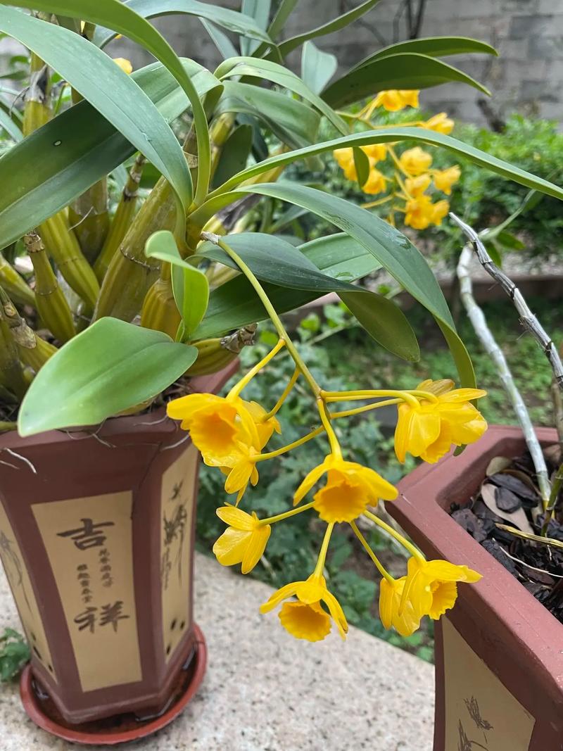 肿节石斛的养殖方法,肿节石斛花图?-第2张图片-优品飞百科 肿节石斛的养殖方法,肿节石斛花图?-第2张图片-优品飞百科