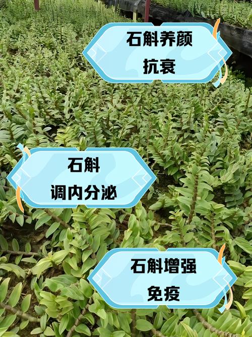 肿节石斛的养殖方法,肿节石斛花图?-第3张图片-优品飞百科 肿节石斛的养殖方法,肿节石斛花图?-第3张图片-优品飞百科