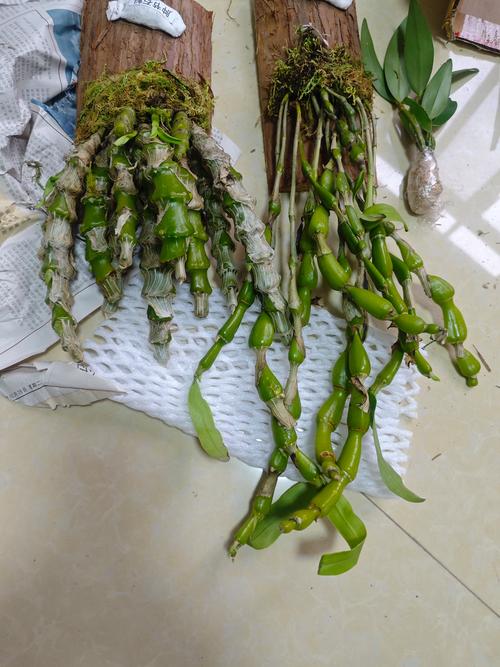 肿节石斛的养殖方法,肿节石斛花图?-第4张图片-优品飞百科 肿节石斛的养殖方法,肿节石斛花图?-第4张图片-优品飞百科