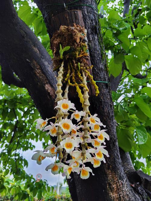 肿节石斛的养殖方法,肿节石斛花图?-第5张图片-优品飞百科 肿节石斛的养殖方法,肿节石斛花图?-第5张图片-优品飞百科