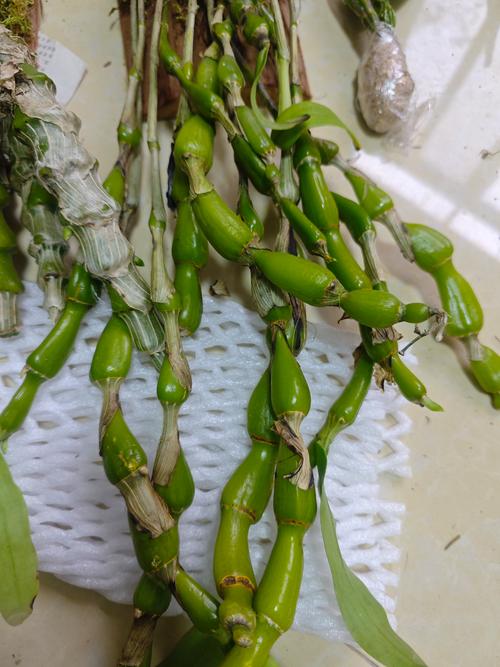 肿节石斛的养殖方法,肿节石斛花图?-第6张图片-优品飞百科 肿节石斛的养殖方法,肿节石斛花图?-第6张图片-优品飞百科